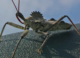 Wheel Bug